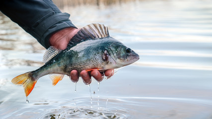 A beautiful perch in the hand of a fisherman.