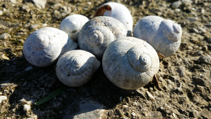 group of snail shells in a meadow in the sun