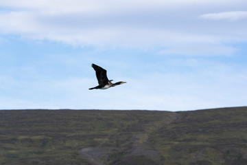 Flying bird - Akureyri Bay - Golden Circle