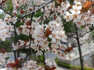 한국의 벚꽃