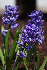 Fototapeta premium I usually pass by these beautiful lilacs in my garden without much thought. but these flowers actually are a reminder to cherish the little things around us, Some things are delicate and short lived.