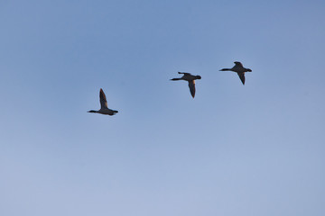 Flying Mergansers