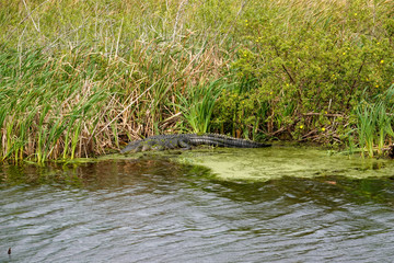 An alligator laying in a grassy Florida swamp sunning itself