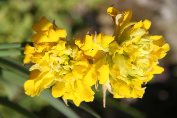 Hybride yellow double petals narcissus