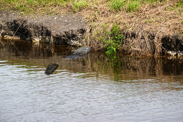 An alligator laying in a grassy Florida swamp sunning itself
