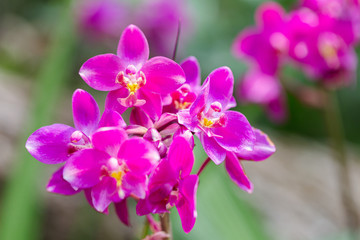 Naklejka na ściany i meble Orchid flower in orchid garden at winter or spring day for beauty and agriculture concept design. Orchidaceae.