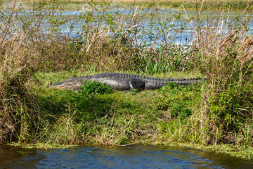 An alligator laying in a grassy Florida swamp sunning itself