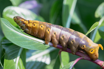 Caterpillars worm on the stick tree in nature and environment.