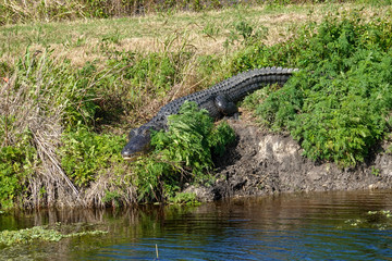 An alligator laying in a grassy Florida swamp sunning itself