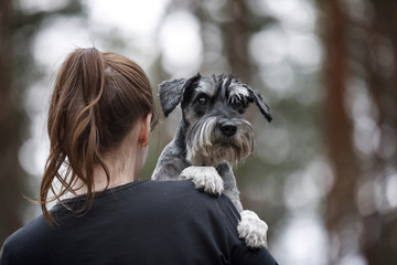 Girl with dog. schnauzer on his hands