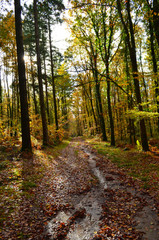 Obraz premium nature