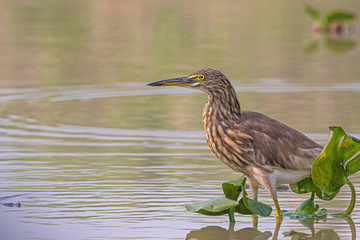 Pond Heron in Water