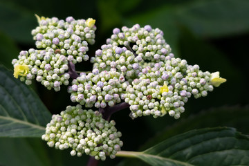 Blue Lacecap Hydrangea Buds