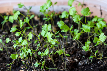 The seeds of celery in a plastic container. Macro mode. Selective focus.