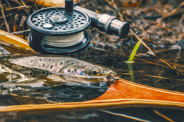 Brown trout caught on a nymph. Fly fishing.