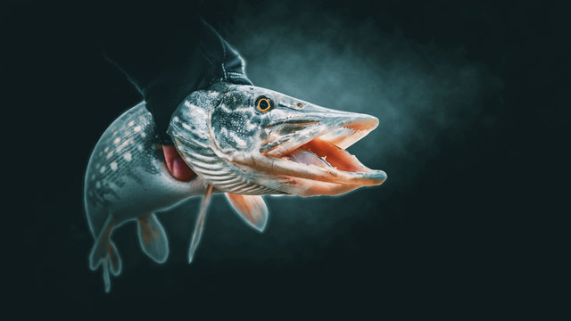 Pike in the hand of a fisherman. - Powered by Adobe