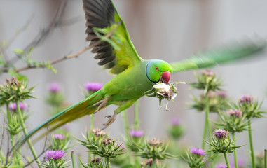 Rose ringed parakeet feeding 