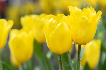 Colorful tulips grow and bloom in close proximity to one another in flower garden.