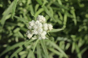 Anafalis perłowy anaphalis margaritacea