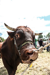 Stier