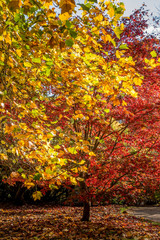 Naklejka premium Tulip Tree (liriodendron tulipiferain) Displaying Autumn Colours