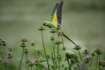 Rose ringed parakeet 