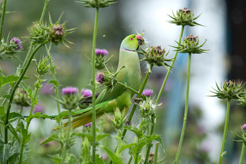 Rose ringed parakeet feeding 