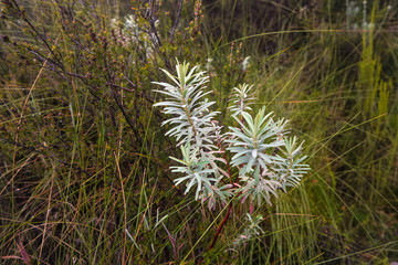 Local flora - grass and small bushes, most of it endemic to Madagascar growing in Andringitra National Park as seen during trek to peak Boby