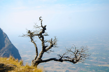 dead tree and sky