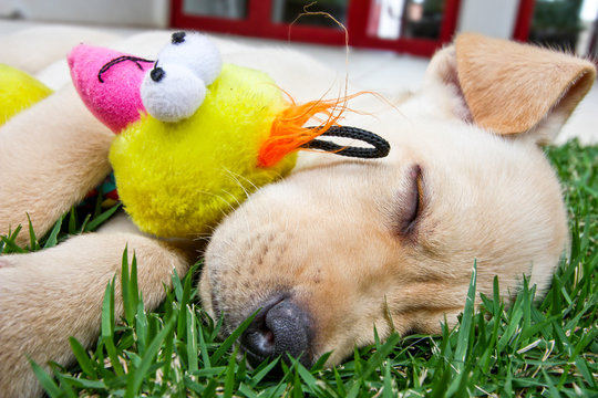 Filhote de cachorro dormindo abra&ccedil;ado em bichinho de pel&uacute;cia