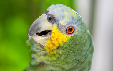 Retrato de papagaio brasileiro. Ave em close up