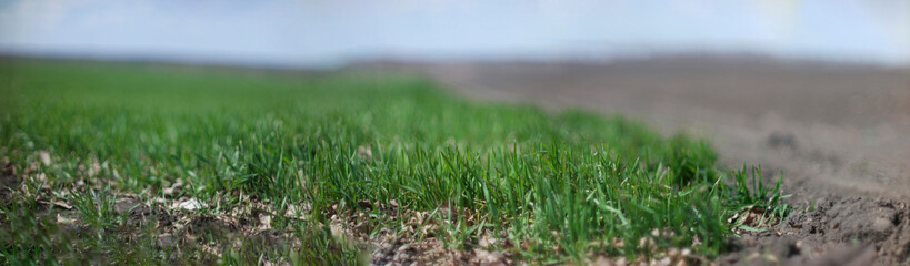  panorama of a green field of wheat seedlings on a blurry background of plowed black earth and blue sky 