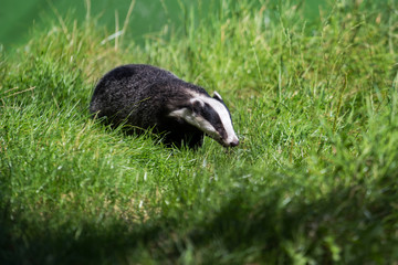 European Badger (Meles meles)