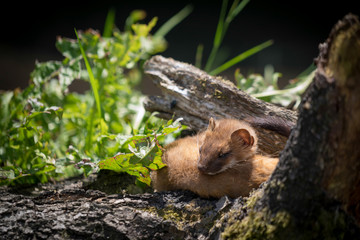 Least Weasel (Mustela nivalis)