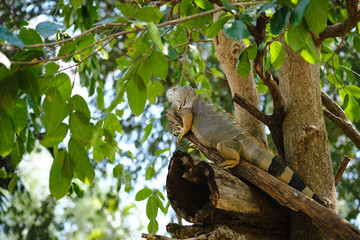 Obraz premium Green iguana or American iguana a large lizard on tree branch.