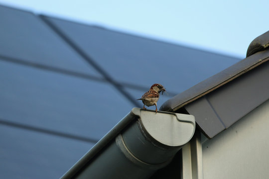 sparrow with food is sitting on rainwater gatter