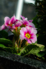 flowers, parting close-up in sunny weather