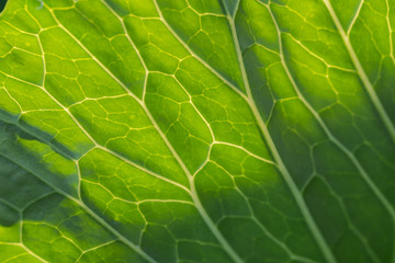 Natural green leaf background with light behind for graphic design.
