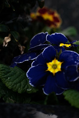 flowers, parting close-up in sunny weather