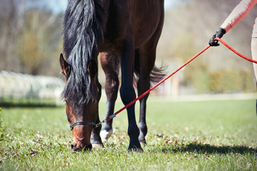Portrait of chestnut horse grazing on green grassland