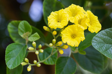 Yellow flower and green leaf in garden at sunny summer or spring day for beauty decoration and agriculture design.