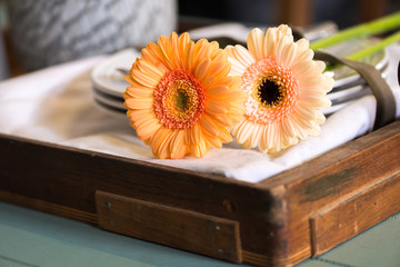 close up of an orange gebera flowers 