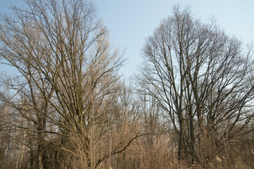 bare trees on sunny day