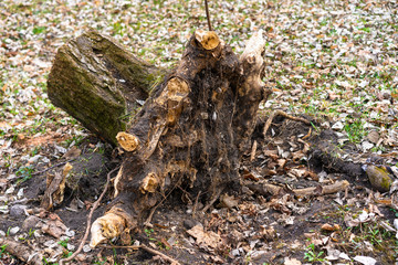 Stump of a tree uprooted from the ground