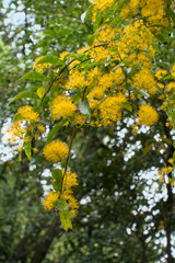 Yellow Flowering Tree or Shrub in Roath Park