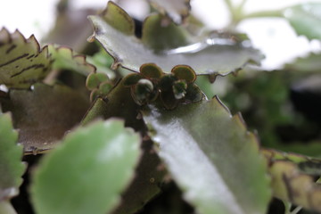 Żyworódka Kalanchoe