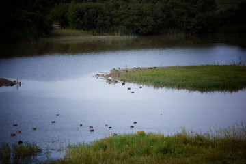 lake in the forest