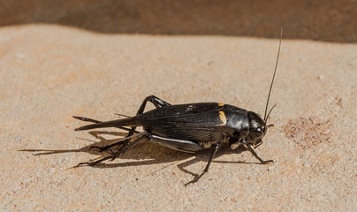 Cricket  - Gryllus campestris  (female)