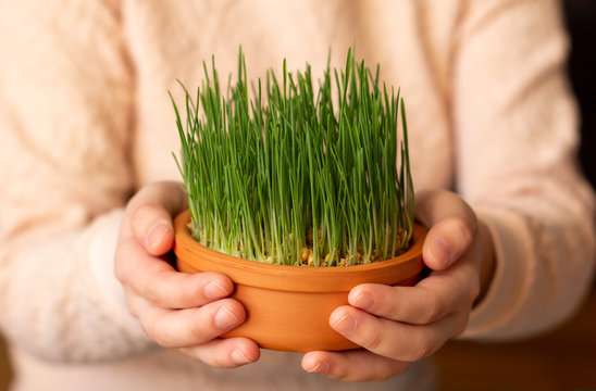 Girl holding wheatgrass in clay pot, a symbol of spring. Semeni, Novruz holiday