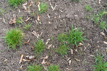 The first growing spring green grass